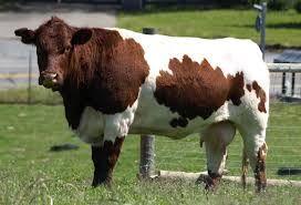 cow